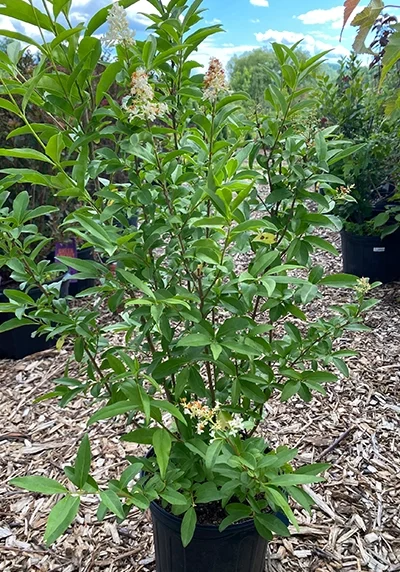cheyenne privet