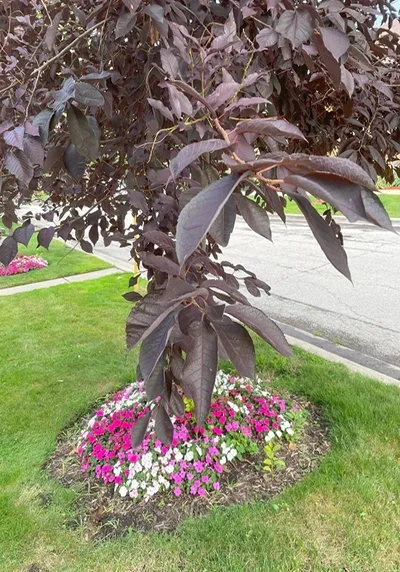 chokecherry canada red