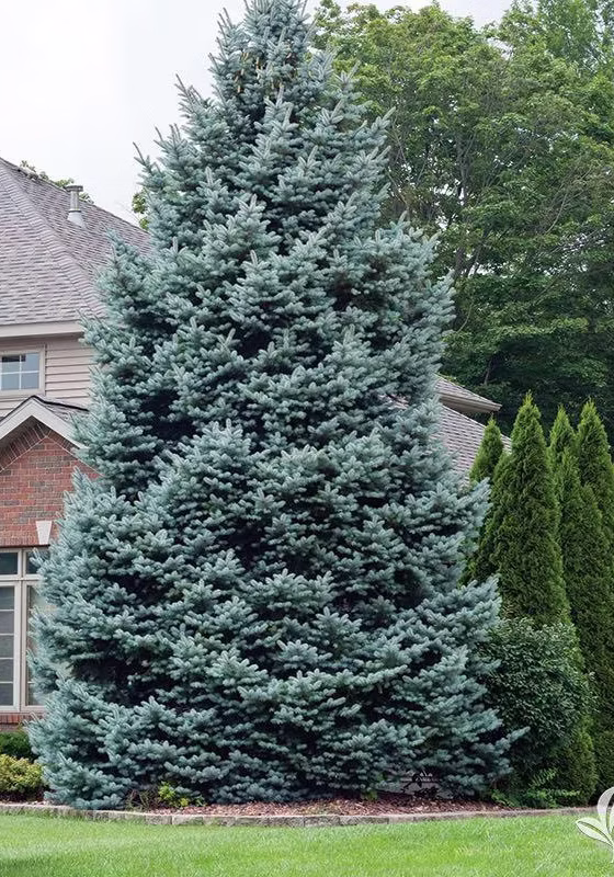 colorado blue spruce