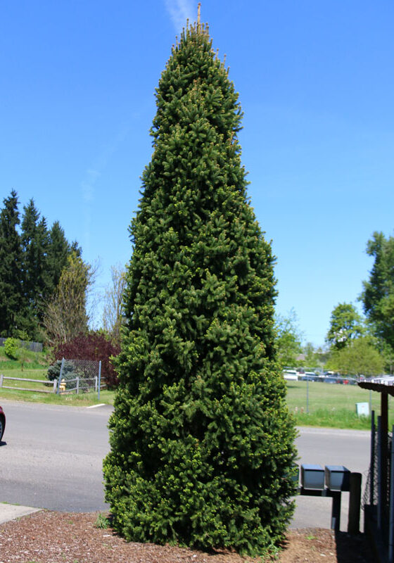 columnar spruce