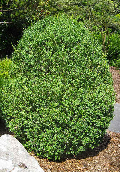 common boxwood