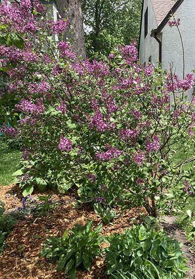 common lilac