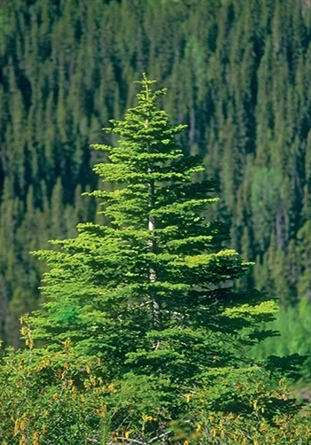 conifer-spruce