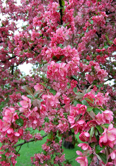 crabapple trees