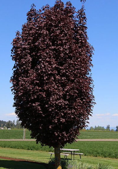 crimson sentry maple tree