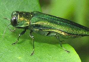 emerald ash borer mitigation companies
