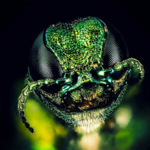 emerald ash borer prevention