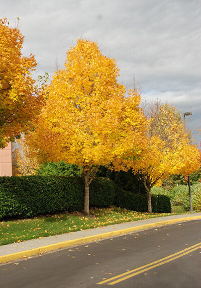 emerald queen maple tree