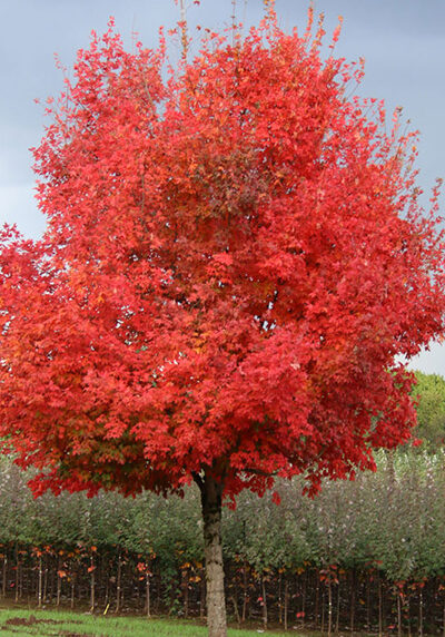 flashfire maple tree