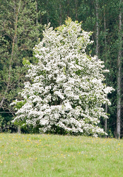 hawthorn tree