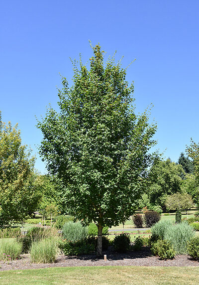 highland park maple tree