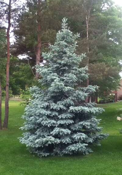 hoopsii blue spruce
