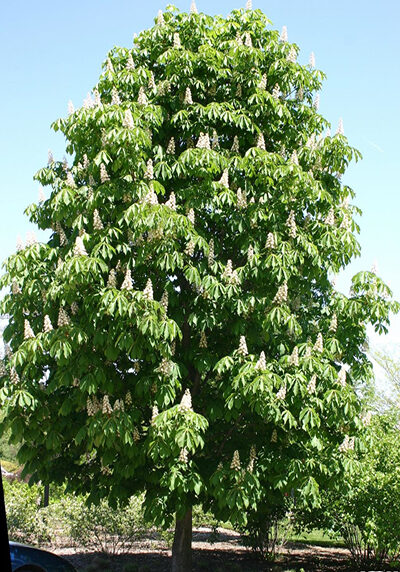 horse chestnut