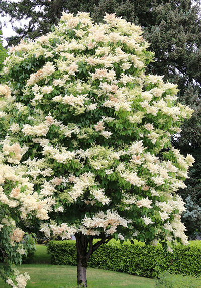 japanese lilac tree