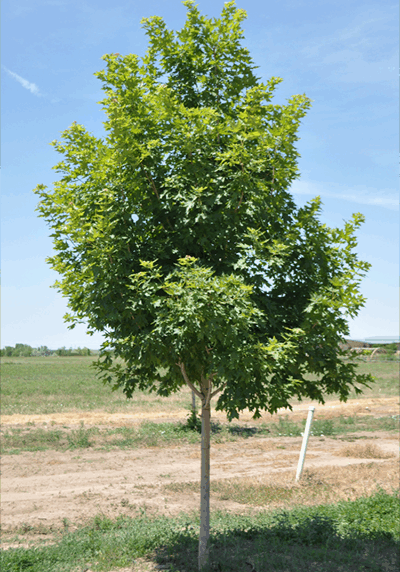 john pair caddo maple tree