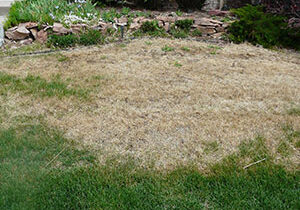 lawn pest care denver