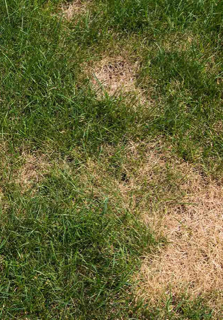 lawn pests and fungus colorado