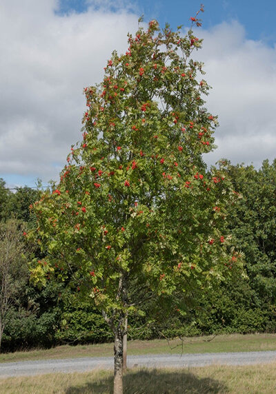 mountain ash tree