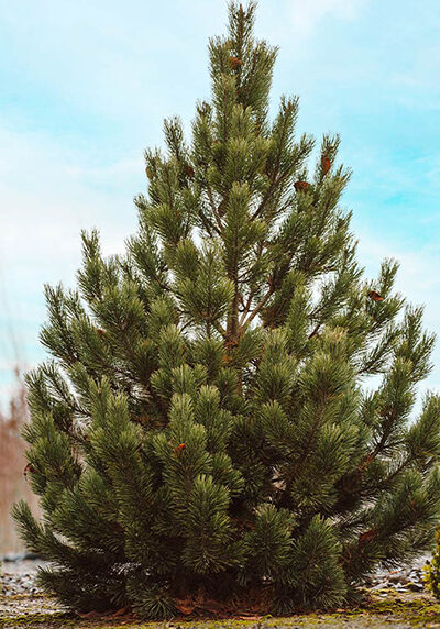 mugo pine tree