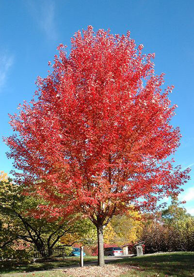parkway maple tree