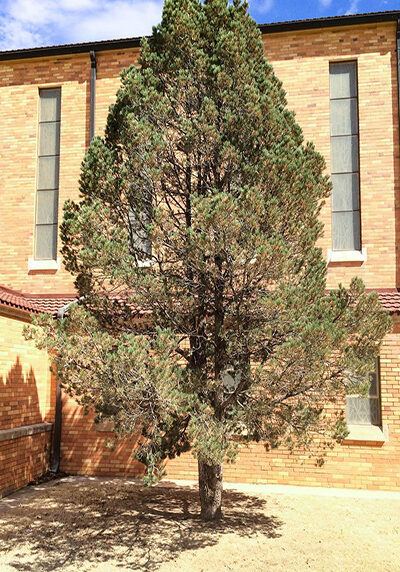 pinyon pine tree