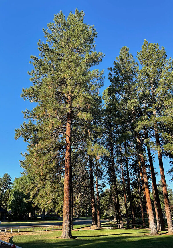 ponderosa pine