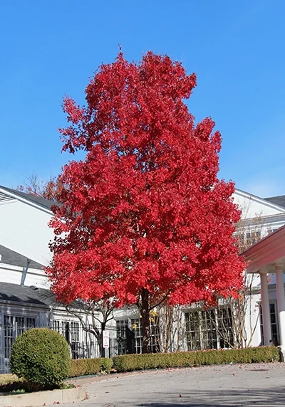 radiant red tree