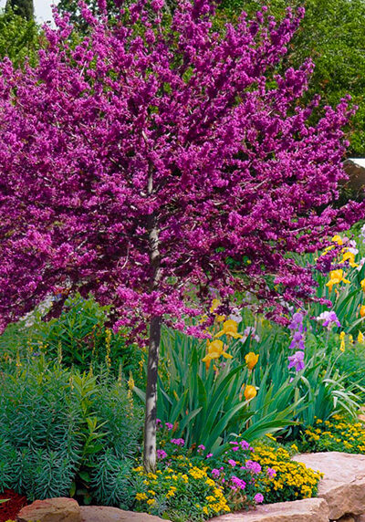 redbud tree