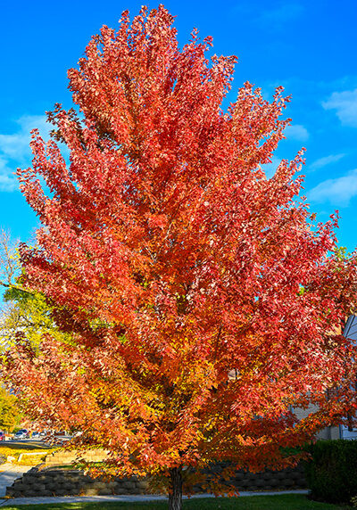 rocky mountain maple tree