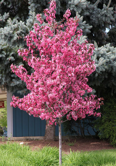 royal raindrops tree