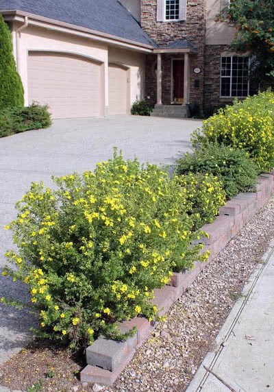 shrubby potentilla
