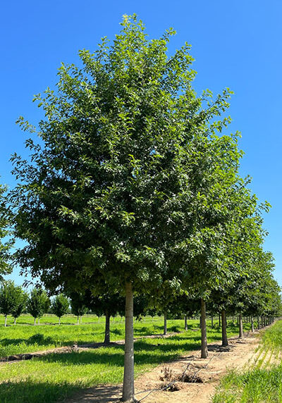 shumard oak tree