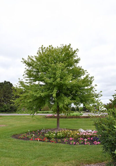 sienna glen maple tree