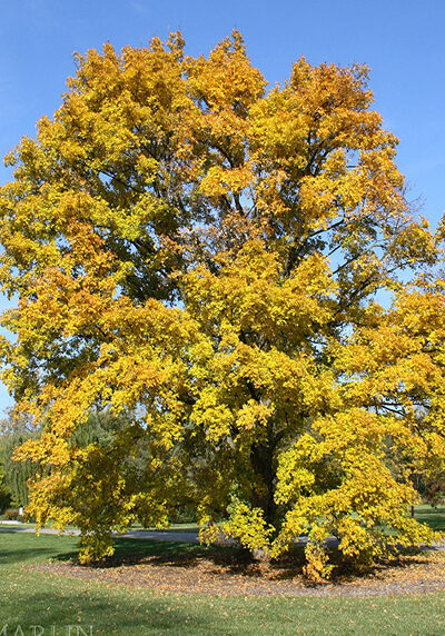 slate street maple tree