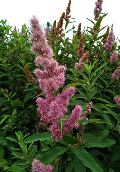 spirea