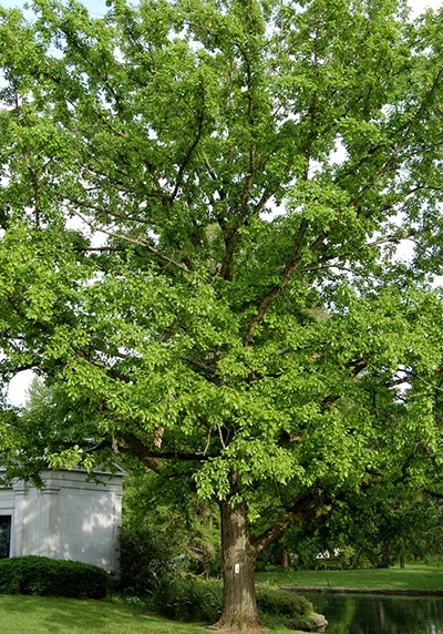 swamp white oak tree