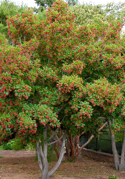 tatarian maple tree