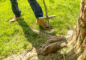 tree fertilization denver