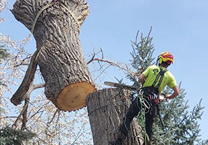 tree removal-greenwood village colorado-great western tree care