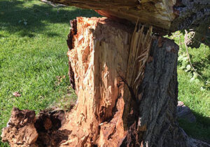 tree services; lone tree colorado