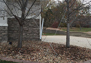 tree supporty systems