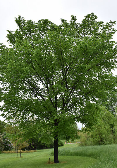 valley forge elm tree