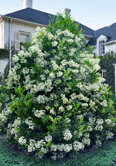 viburnum