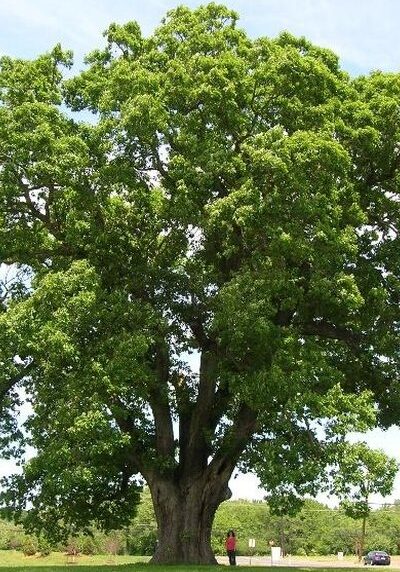 white-oak